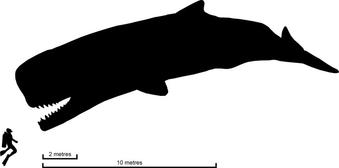 Beaumaris killer sperm whale compared to human