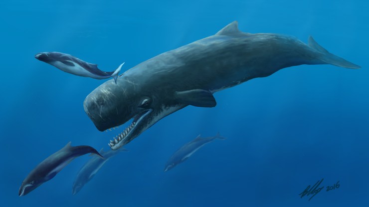 Beaumaris killer sperm whale hunting scene _BRIAN CHOO-300 DPI