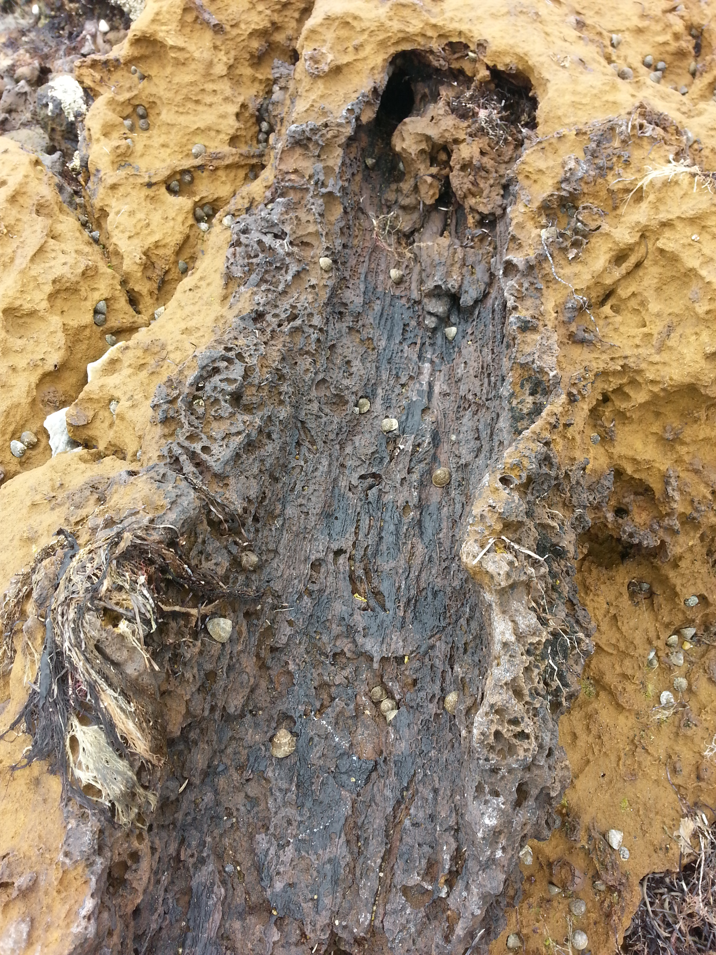 Log at Ricketts Point 16 Dec 2016.jpg