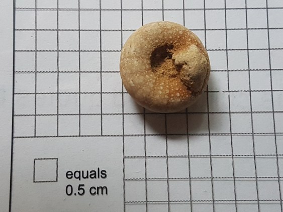 Goniosigma singletoni