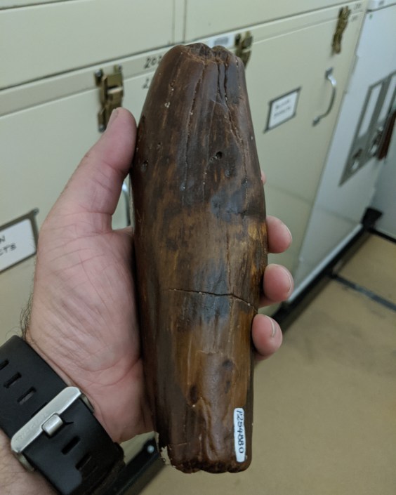 Killer Sperm Whale Tooth