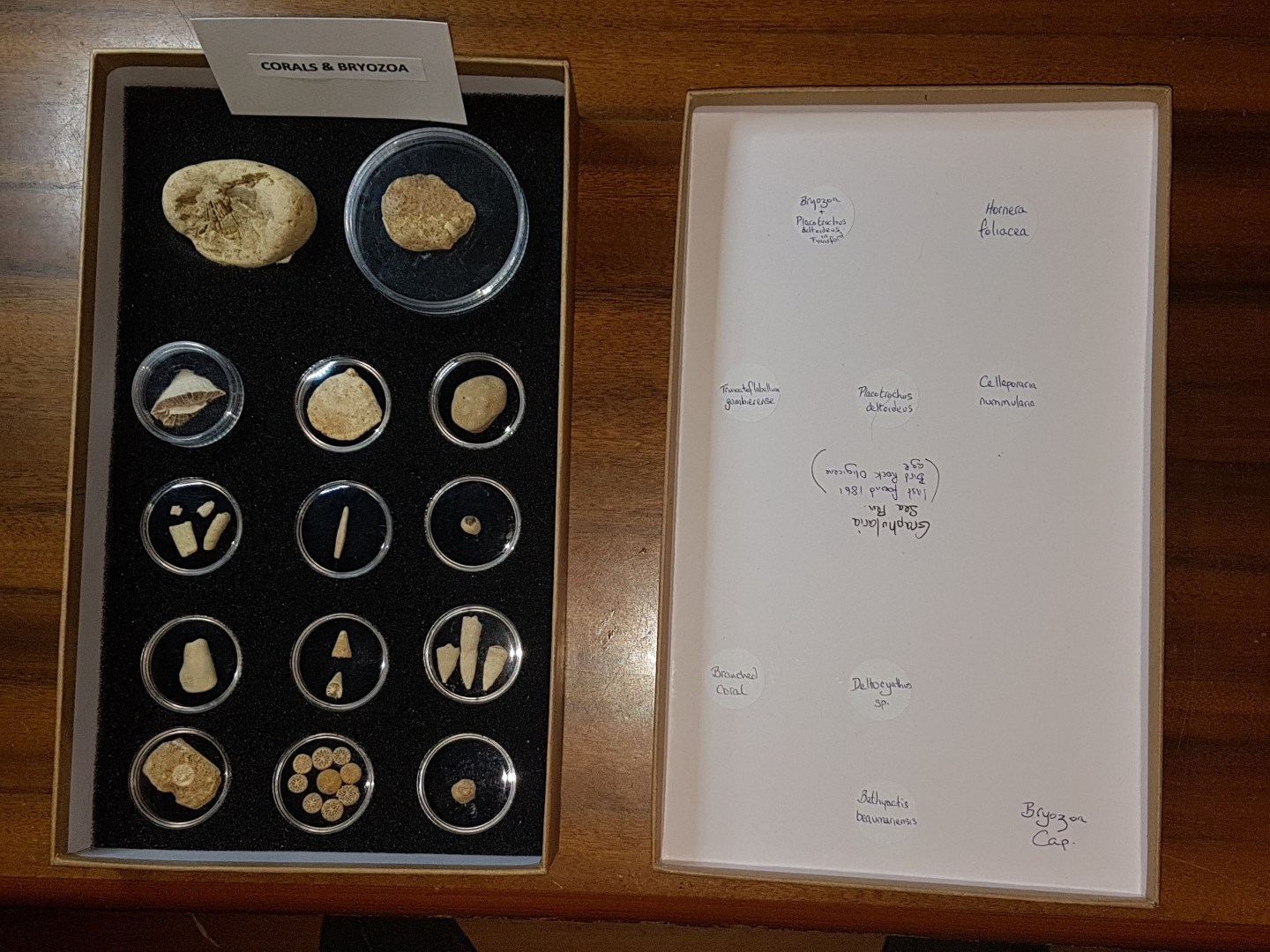 Preservation and Storage of your Fossils – Bayside Earth Sciences ...